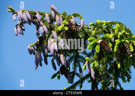 Picea orientalis cones branch Oriental Spruce Stock Photo