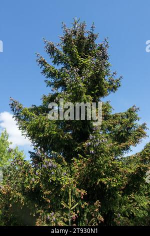 Oriental Spruce, Tree, Picea orientalis tree, Caucasian Spruce tree Stock Photo