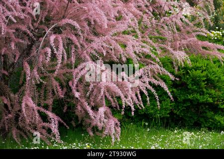 Tamarix tetrandra in Garden Stock Photo