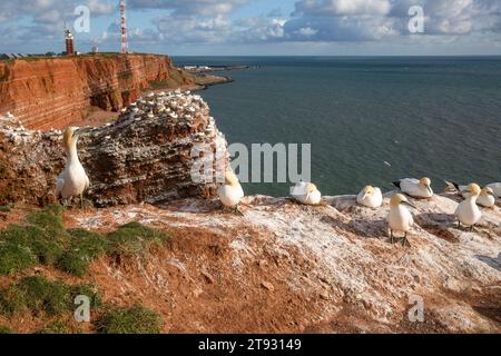 Breeding northern gannets on the rocks of Heligoland Stock Photo