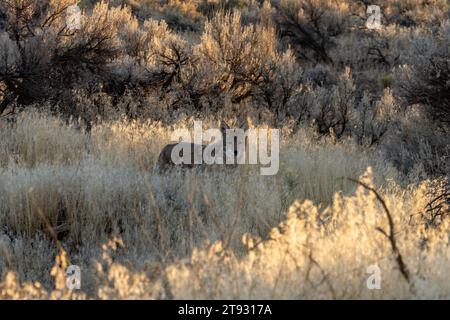 A wild coyote, Canis latrans, standing in the cheat grass by the ruins in Hovenweep National Monument in Utah. Stock Photo
