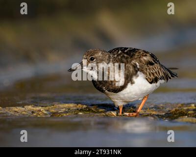 Turnstone, Ruddy Turnstone, Arenaria interpres, feeding on a wet Norfolk sea wall  Norfolk  March Stock Photo