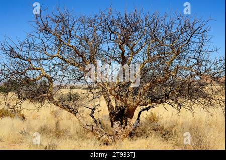 Blue-leaved corkwood (Commiphora glaucescens) is a little deciduous tree of the Burseraceae family. This photo was taken in Spitzkoppe, Namibia. Stock Photo