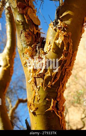 Blue-leaved corkwood (Commiphora glaucescens) is a little deciduous tree of the Burseraceae family. Bark detail. This photo was taken in Spitzkoppe, N Stock Photo