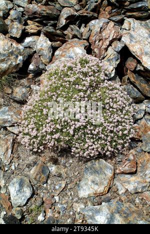 Spiny madwort (Hormathophylla spinosa or Alyssum spinosum) is a little shrub endemic of sothern Spain and southeastern France. This photo was taken in Stock Photo