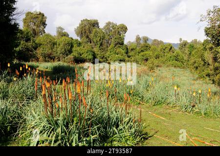 African juniper or african pencil cedar (Juniperus procera) in background and red hot poker or torch lily (Kniphofia foliosa) in foreground. This phot Stock Photo