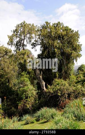 African juniper or african pencil cedar (Juniperus procera) in background and red hot poker or torch lily (Kniphofia foliosa) in foreground. This phot Stock Photo