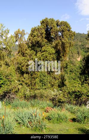 African juniper or african pencil cedar (Juniperus procera) in background and red hot poker or torch lily (Kniphofia foliosa) in foreground. This phot Stock Photo