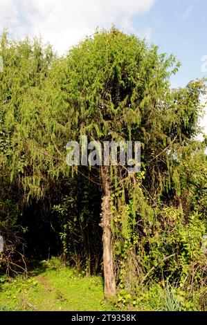 African juniper or african pencil cedar (Juniperus procera) is a coniferous tree native to Africa and Arabia mountains. This photo was taken in Bale M Stock Photo