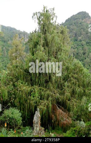 African juniper or african pencil cedar (Juniperus procera) is a coniferous tree native to Africa and Arabia mountains. This photo was taken in Bale M Stock Photo