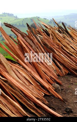 African juniper or african pencil cedar wood (Juniperus procera). Wood. This photo was taken in Bale, Ethiopia. Stock Photo