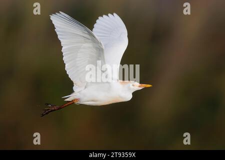 Cattle Egret (Bubulcus ibis), side view of an individual in flight,  Campania, Italy Stock Photo