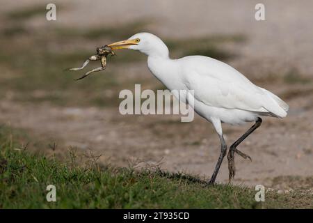 Cattle Egret (Bubulcus ibis), individual in walking with a caught frog, Campania, Italy Stock Photo