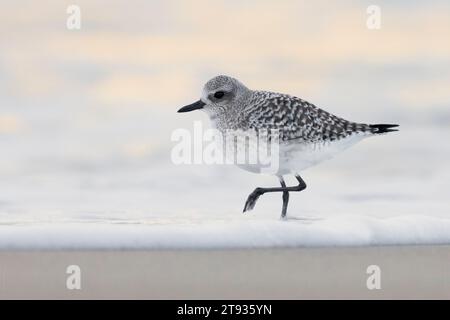 Grey Plover (Pluvialis squatarola), side view of an adult standing on the shore, Campania, Italy Stock Photo