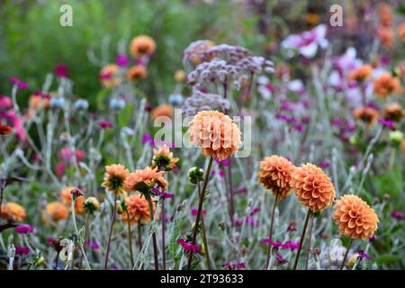 Dahlia Cornel Brons,dahlias,mixed planting scheme,mixed bed,mixed border,garden,gardens,RM Floral Stock Photo