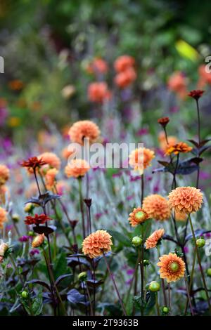 Dahlia Cornel Brons,dahlias,mixed planting scheme,mixed bed,mixed border,garden,gardens,RM Floral Stock Photo