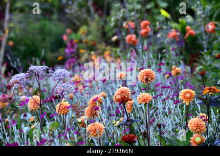 Dahlia Cornel Brons,dahlias,mixed planting scheme,mixed bed,mixed border,garden,gardens,RM Floral Stock Photo