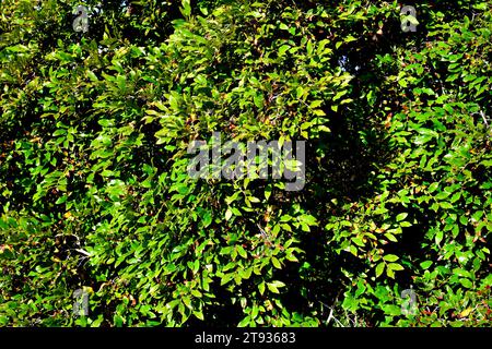 Bladdernut (Diospyros whyteana) is a small ornamental tree native to Africa. Stock Photo