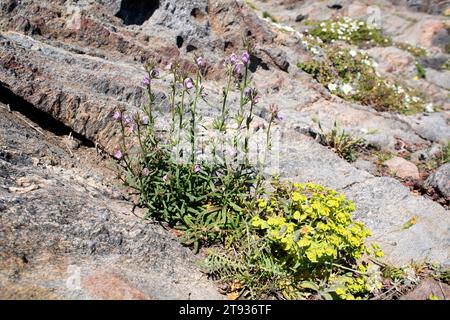 Lesser snapdragon (Antirrhinum orontium or Misopates orontium) is an annual herb native to Europe. This photo was taken in Cap de Creus Natural Park, Stock Photo