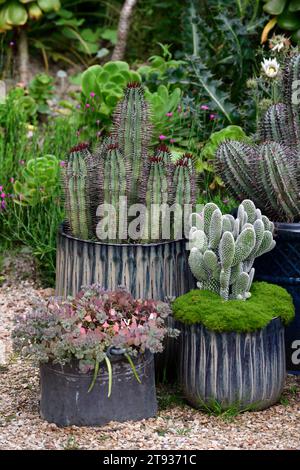 cacti,cactus,cactus display,cacti displays,unusual display,small pot,small pots,garden,succulent,succulents,cactus in pots,cacti in pots,pots,RM Flora Stock Photo