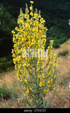White mullein (Verbascum lychnitis) is a biennial plant native to central and south Europe and Asia. This photo was taken in Valle de Aran, Lleida Pyr Stock Photo