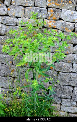 Caper spurge or paper spurge (Euphorbia lathyris) is a biennial herb native to Mediterranean region, Great Britain and Asia. His latex is poisonous. T Stock Photo