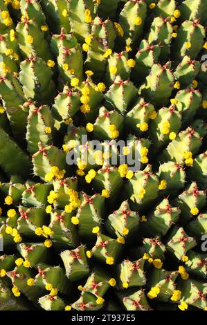 Resin spurge (Euphorbia resinifera) is a shrub endemic to Atlas mountains, Morocco. Stock Photo