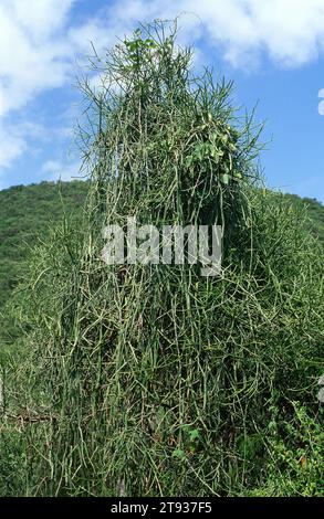 in ethiopia africa cactus plant texture like backround abstract in the ...