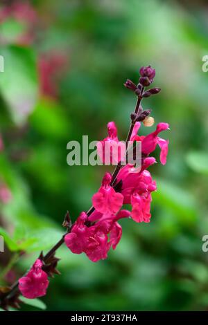 Salvia Pink Pong,raspberry pink flowers,salvias,flowering,flowers ...