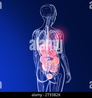 Transparent 3D illustration of the anatomy of a woman's back. Showing the skeleton and internal organs on blue background. Stock Photo