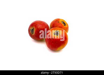 Three ripe whole tejocote fruits on a white background Stock Photo