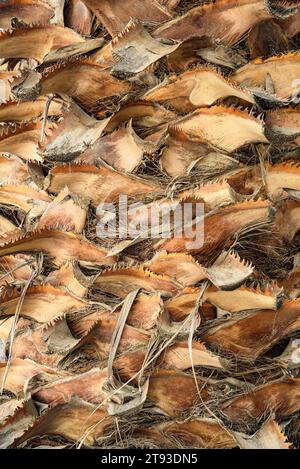 Background of a palm tree trunk Stock Photo