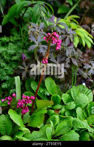 Geranium maculatum Espresso,dark leaves,dark foliage,bergenia bressingham ruby, Pigsqueak ,evergreen, leaves, purple, red, flowers, flower ,flowering, Stock Photo