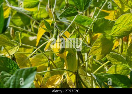 Soybean pods, close up. Agricultural soy plantation on the sunny field bokeh background. Soy bean plant in sunny field. Stock Photo