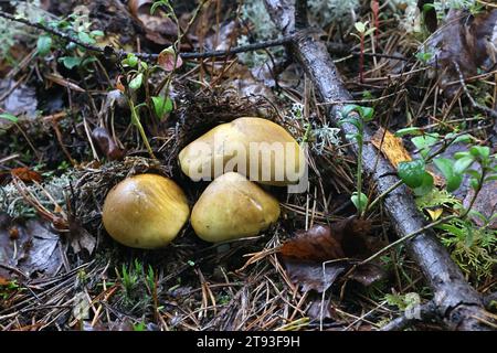 Tricholoma arvernense, also called Tricholoma sejunctoides, a knight mushroom from Finland with no common english name Stock Photo