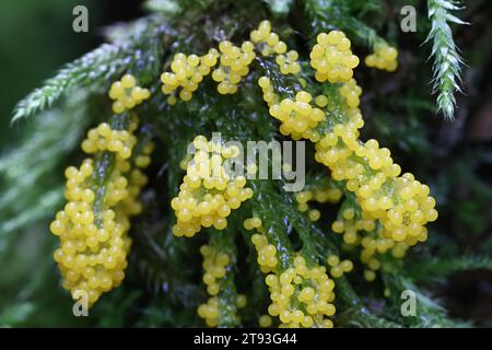 Physarum virescens, a yellow slime mold from Finland, no common English name Stock Photo