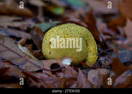 Common Earthball, fungus, Scleroderma citrinum, mushroom on forest soil. Netherlands. Stock Photo