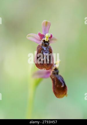 Ophrys x heraultii. Hybrid orchid with parents Ophrys tenthredinifera x Ophry speculum. Mallorca, Spain. Stock Photo