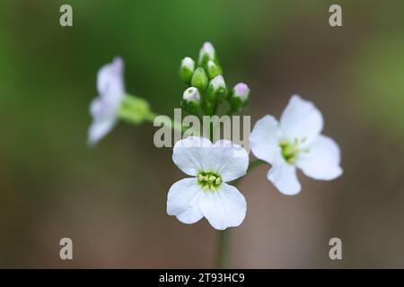 Cuckoo Flower, Cardamine pratensis, also known as Ladies smock, wild flowering plant from Finland Stock Photo