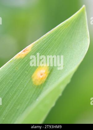 Puccinia sessilis, a fungal plant pathogen, known as arum rust or ramsons rust infecting Lily of the Valley,  Convallaria majalis Stock Photo