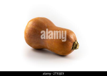 Photo of a variety of squashes, including delicata, kabocha, acorn, honey nut, and patty pan Stock Photo