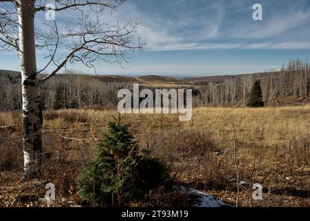 A view from the Clark Lake Trail in the La Sal Mountains of Utah Stock Photo