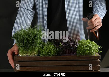 Man spraying different fresh microgreens in wooden crate on black background, closeup Stock Photo