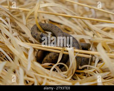 Young grass snake eating a slow worm, photographed in Germany on a sunny day. Stock Photo