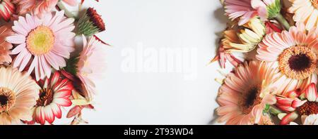 Floral background with  pink gerbera flowers at white background. Frame with petals and copy space. Banner. Top view. Stock Photo