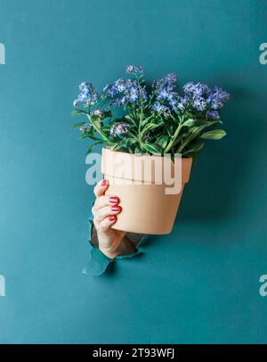 Woman hand holding potted purple blooming plant of forget-me-not flowers in terracotta pot at blue wall background. Gardening concept. Front view. Stock Photo