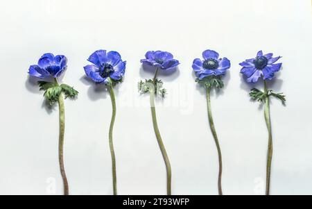Purple blooming Anemone flowers setting on white background. Springtime and summer flower pattern. Top view. Stock Photo