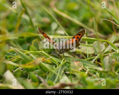 Small Copper Butterfly in Grass Stock Photo