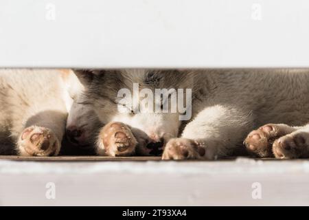 Group of dogs resting and relaxing behind a fence in Greenland Stock Photo