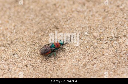 Ruby-tailed wasp Chrysis ignita, Chrysididae, cuckoo wasp, resting on the sand , RSPB Minsmere, Suffolk, August Stock Photo